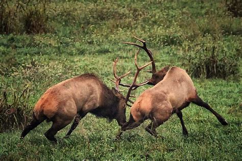 Arkansas Wildlife Photography: 9/28/11 Elk Herd Location Report