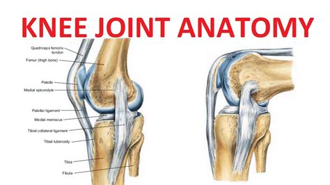 Knee Joint Drawing