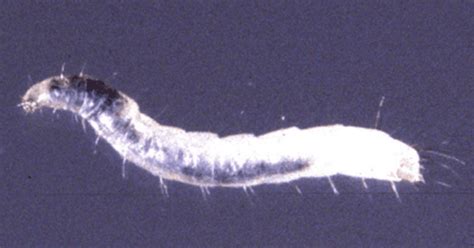 What Do Flea Larvae Look Like? [And What Is the Actual Size?]