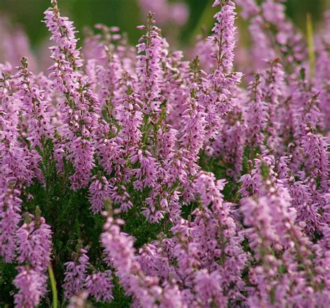 Heather Lavender Flower - Lavender Plant