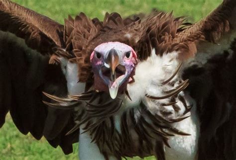 Wildlife Photography in Serengeti National Park - Part 2 - Anne McKinnell Photography