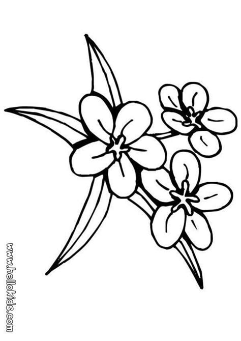 Jasmine Flower Drawing | Free download on ClipArtMag