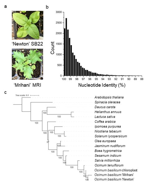 Basil cultivar phenotypic and genetic diversity. (a) BDM susceptible... | Download Scientific ...