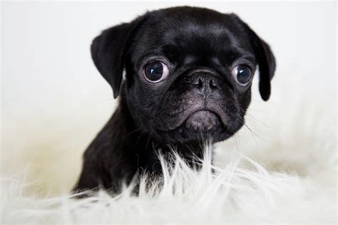 Baby Black Pug Photograph by Linda D Lester