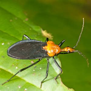 An Illustrated Identification Key to Assassin Bug Subfamilies and ...