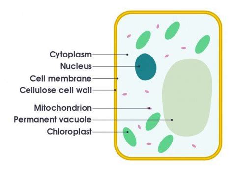 Plant Cell: Its 6 Main Parts and Their Functions | Cell diagram, Plant cell diagram, Plant and ...