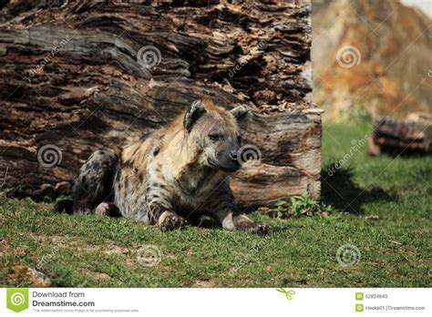 A Spotted Hyena stock image. Image of savanna, predator - 52834643