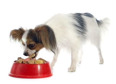 Dietary Reactions in Dogs | PetMD