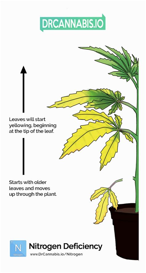 Nitrogen Deficiency Cannabis Photos & Chart - DRCANNABIS.IO