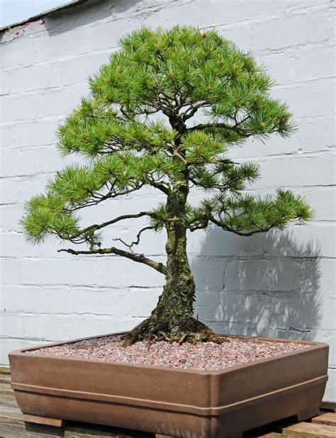 Japanese White Pine Bonsai Tree (Pinus parviflora) by Steve Greaves ...