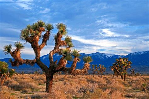 Joshua Tree Cloudscape in Southern California High Desert Near Palmdale and Lancaster Stock ...