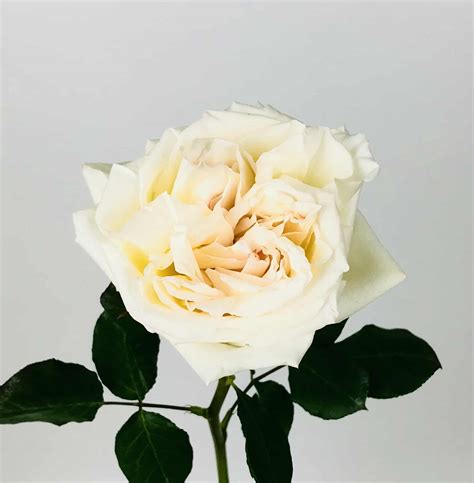 WHITE O'HARA GARDEN ROSE - Wholesale Bulk Flower Delivery