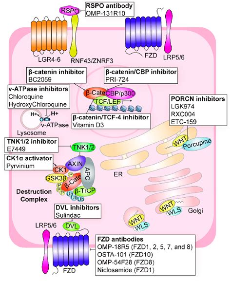 Wnt signaling modulating agents in clinical trials for cancer... | Download Scientific Diagram