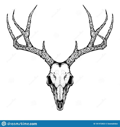 Deer Skull Drawing Stock Illustrations – 1,587 Deer Skull Drawing Stock ...