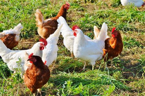 Poultry Farming-beginner guide (2024) - AGRICULTURE GURUJI