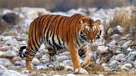 Jim Corbett Tiger Reserve Opens for Winter Tourism Season - travelobiz