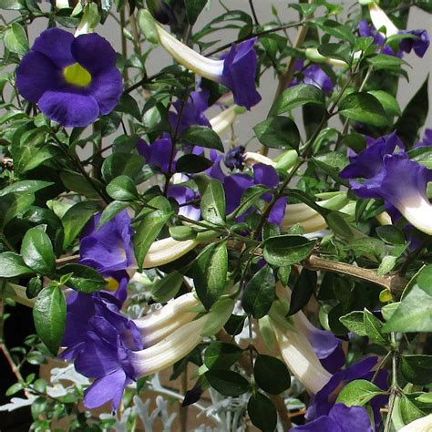 Thunbergia erecta - Queensland Gardening Pages (Brisbane & Qld)