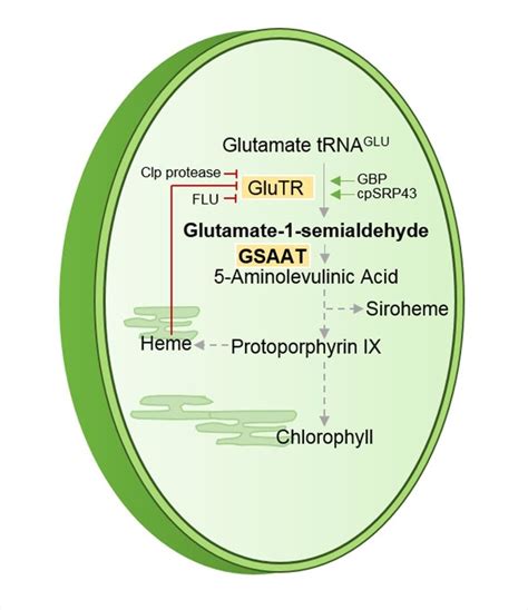 Schematic depiction of plastidic tetrapyrrole biosynthesis starting ...