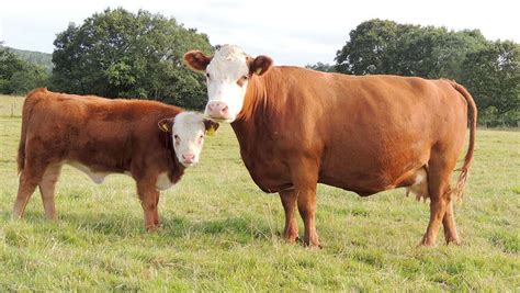 Breeding and rearing Miniature Hereford cattle off grass - Farmers Weekly