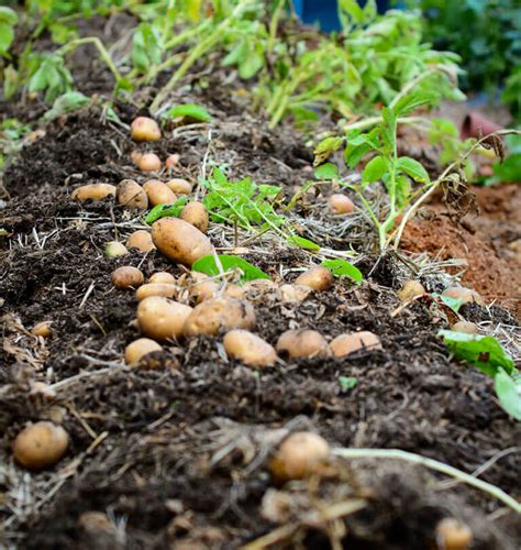 Learn How and When to Harvest Potatoes – West Coast Seeds