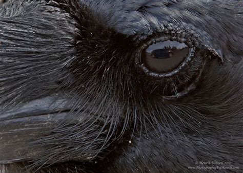 26 best images about Nature - Raven and Crows on Pinterest