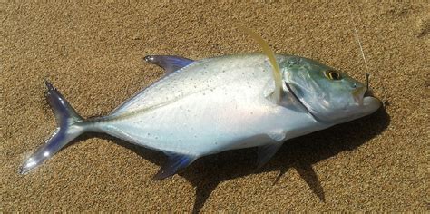 Live vs. Recent Frozen vs. Year Old oama - Hawaii Nearshore Fishing