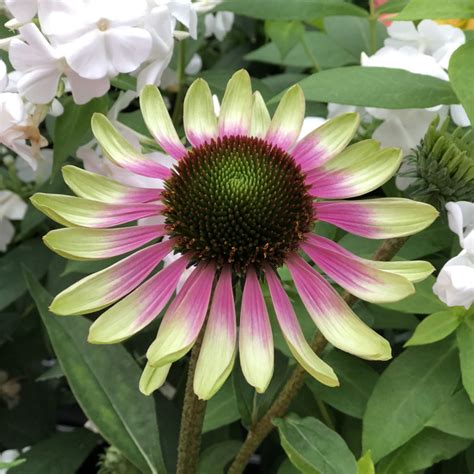 Echinacea GREEN ENVY - Buy Coneflower Perennials Online