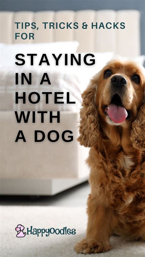 Dog Friendly Cities, Pet Friendly Hotels, Yorkie Puppy Care, Dog Care ...