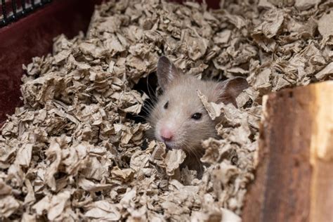 Destroying Rat Burrows: How To Get Rid Of Rats Nests - Hama Pest Control