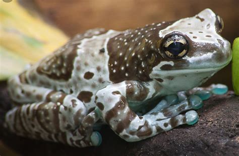 Amazon Milk Frog - captive bred froglet