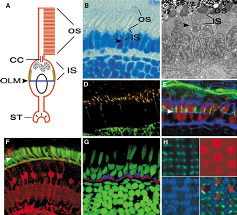 Figure 1 from Genetics of photoreceptor development and function in zebrafish. | Semantic Scholar