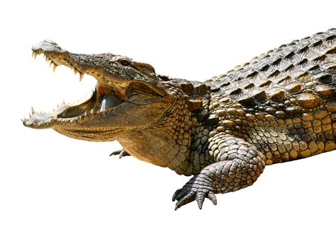 Crocodile HD PNG Transparent Crocodile HD.PNG Images. | PlusPNG