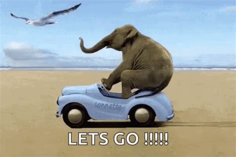 Elephant Lets Go GIF - Elephant LetsGo - Discover & Share GIFs