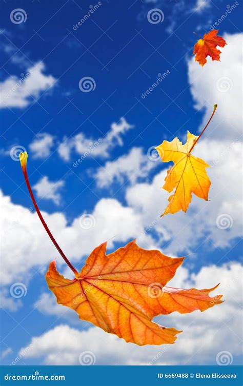 Fall Maple Leaves Background Stock Photo - Image of colour, flying: 6669488