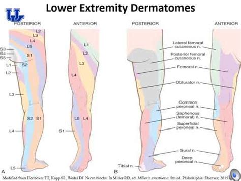 Lower Extremity Peripheral Nerve Distribution