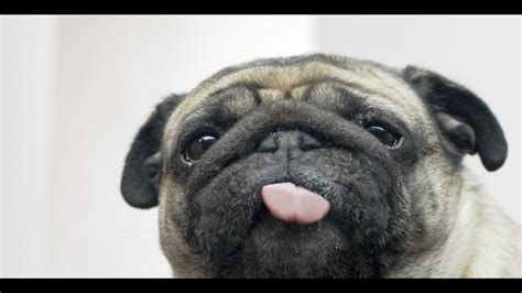 Droll Pug Licking Screen Wallpaper - l2sanpiero