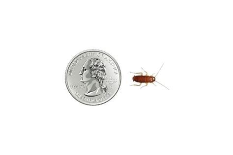 Baby Cockroach Vs Bed Bug