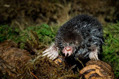 Rare star-nosed mole uncovered | Prior Lake Opinion | swnewsmedia.com