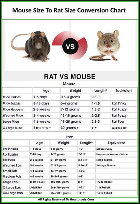 Mouse / Rat Size Chart [With Pictures & Tips] - How To Pets