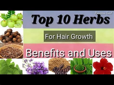 Top 10 herbsimprove hair growth/how to use indian Herbs For Hair growth/Benifits Of herbs For ...