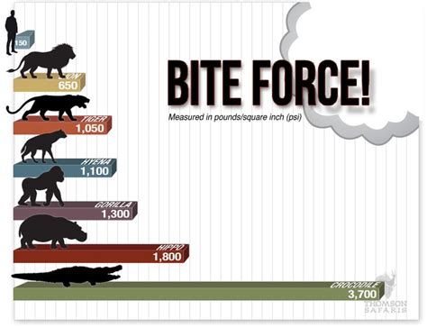 Bite Force of Animals Compared to Humans : r/coolguides