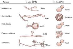 Dimorphic fungi and opportunistic fungi | Micology | Medical laboratory scientist, Medical ...