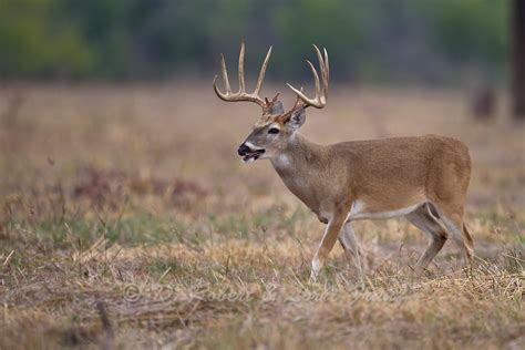 South Texas whitetail buck during autumn rut | D. Robert Franz Photography