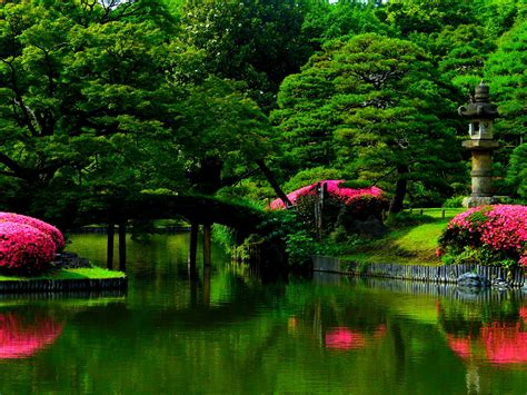 Download Pink Flower Bush Tree Pond Bridge Green Spring Photography ...