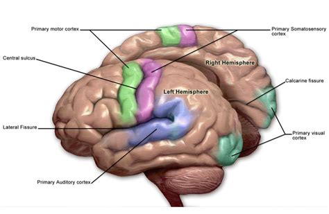 Primary motor cortex contributes to word comprehension, study finds