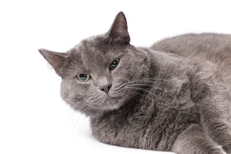 Young Adult British Shorthair Cat with Green Eyes Stock Image - Image ...