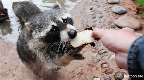 Raccoon Diet is a Fundamental Factor in Health.