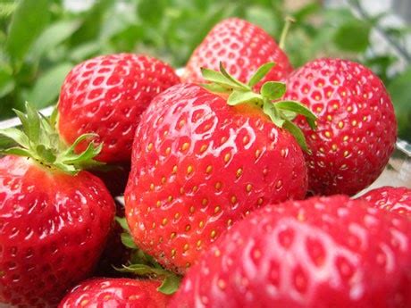 The Excellent Agriculture: STRAWBERRY CULTIVATION