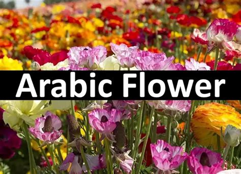 10 Most Beautiful Arabic Flower in Saudia Arabia - Quran Mualim