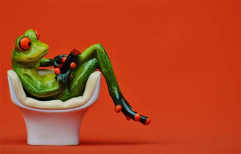 Free Images : sweet, cute, green, red, rest, amphibian, sofa, toy, couch, tree frog, fun ...